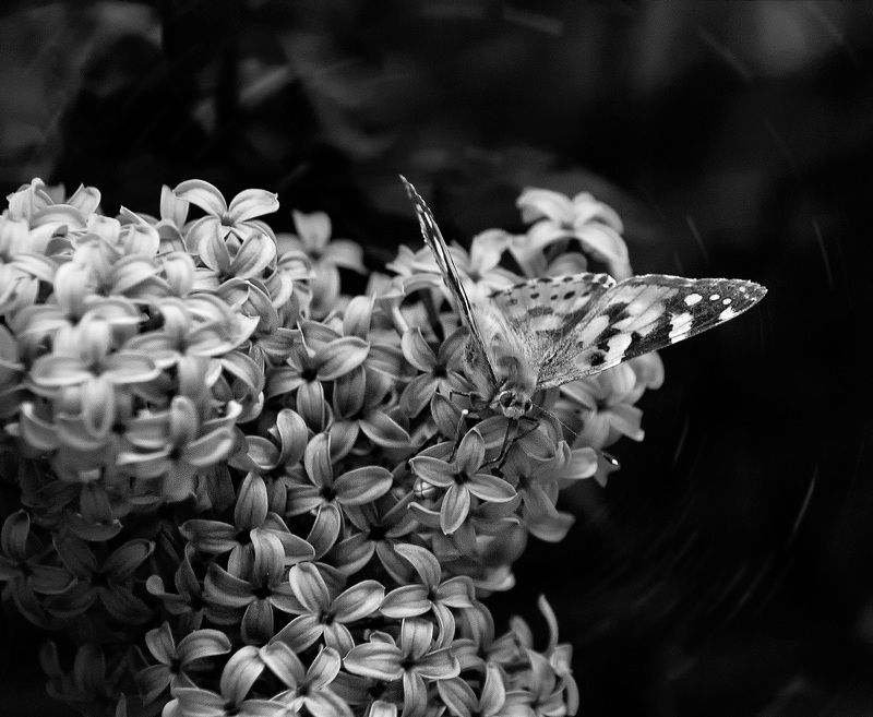 был месяц май фото превью