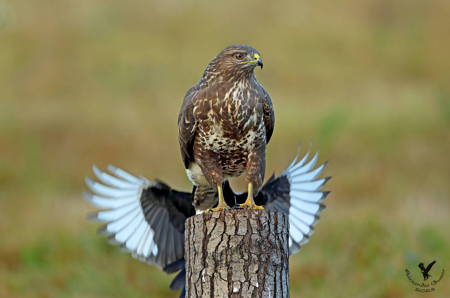 канюк, Гусар Александр