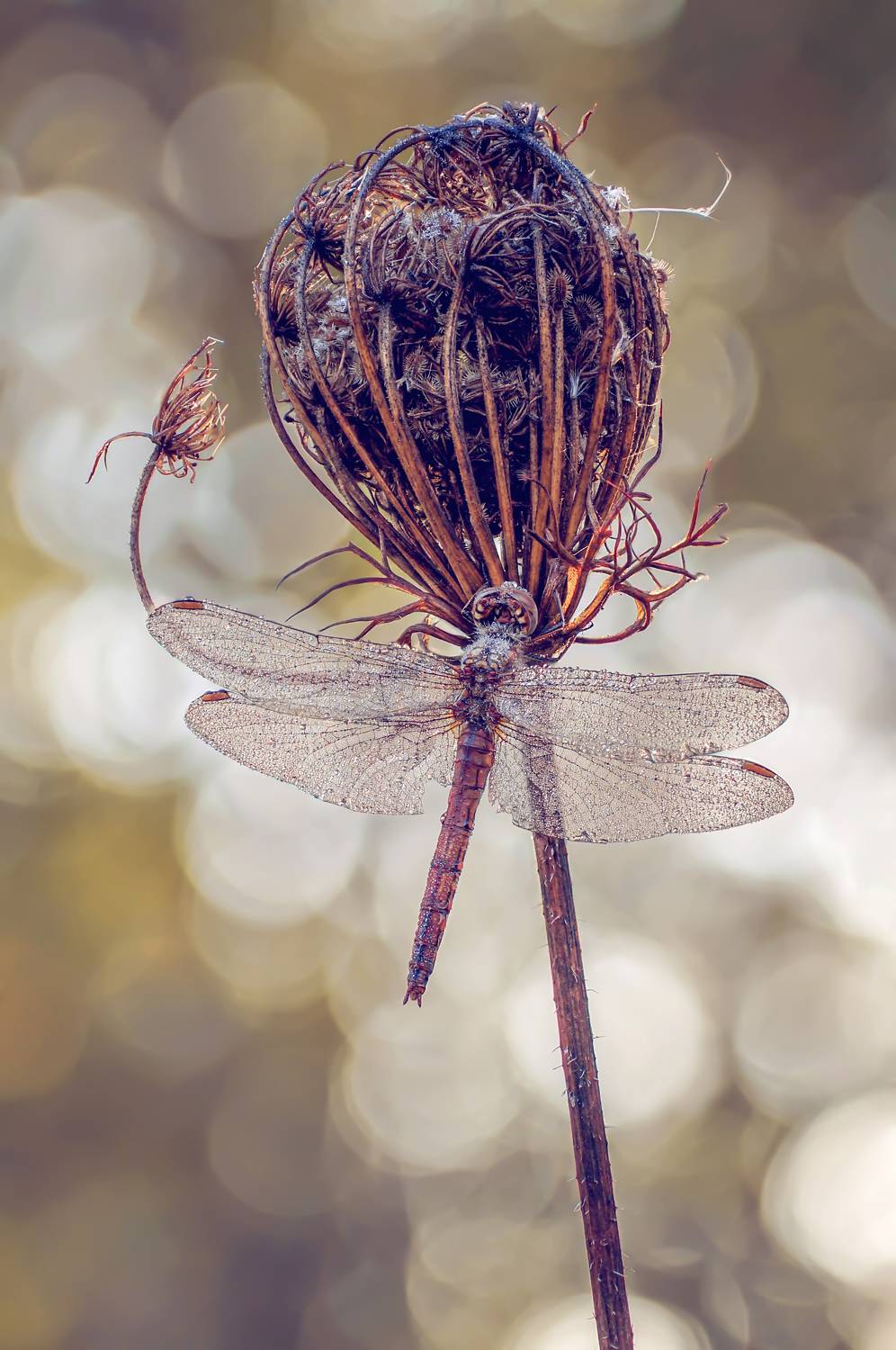 , Чепленко Алексей