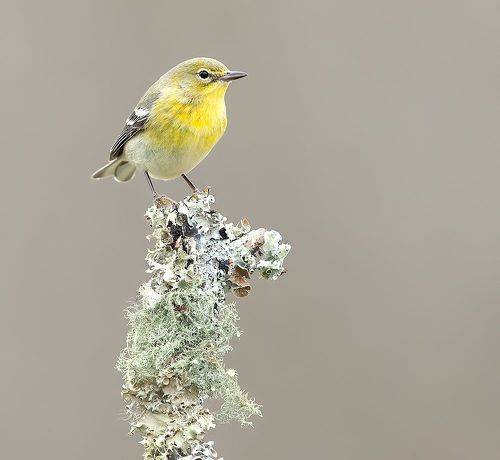 Pine Warbler - Сосновый Лесной Певун