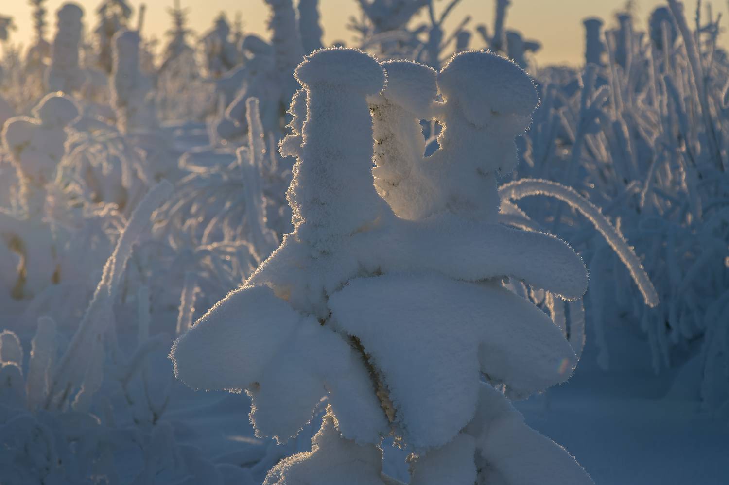 снег, иней, зима, мороз, солнце, Светлана Холодняк
