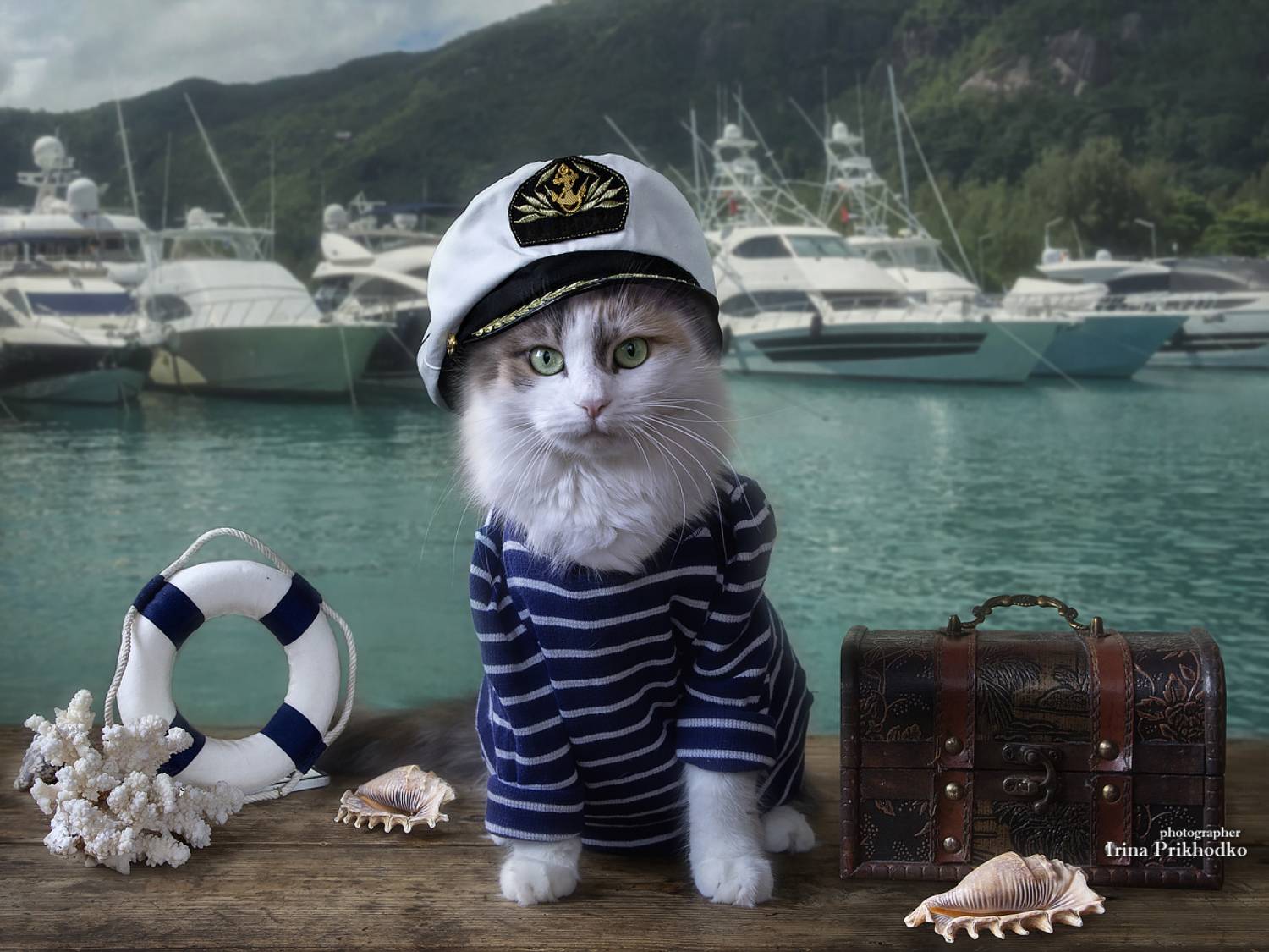 котофото, котонатюрморт, домашние животные, котики, постановочное фото, Приходько Ирина
