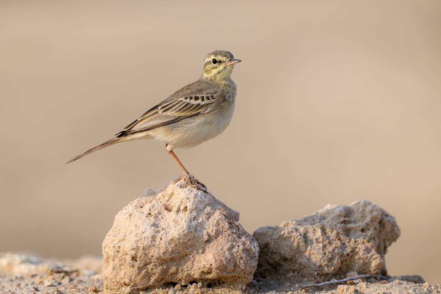 птица, фотоохота, конёк, природа, фауна, Vladimir Kulikov