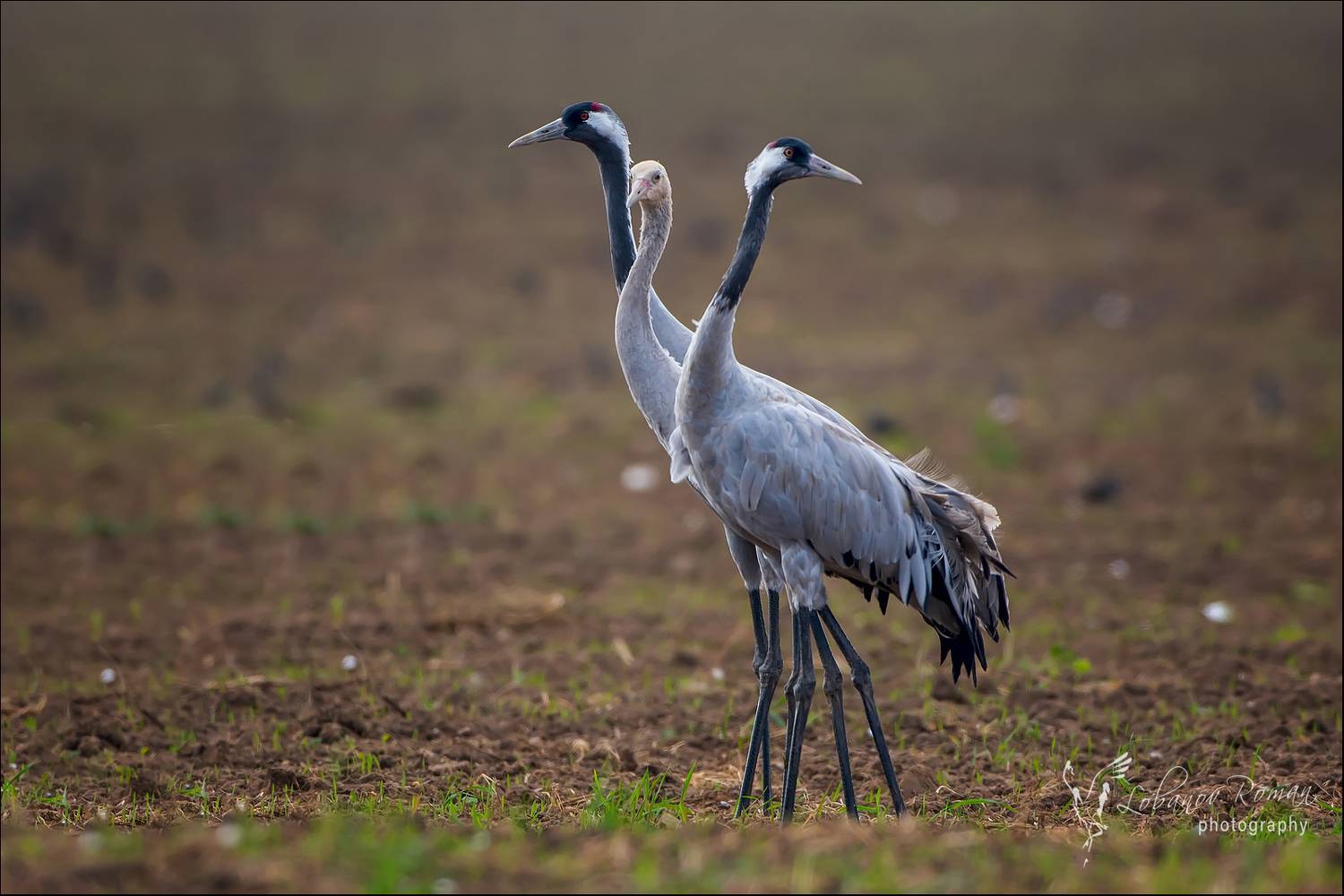 , Лобанов Роман