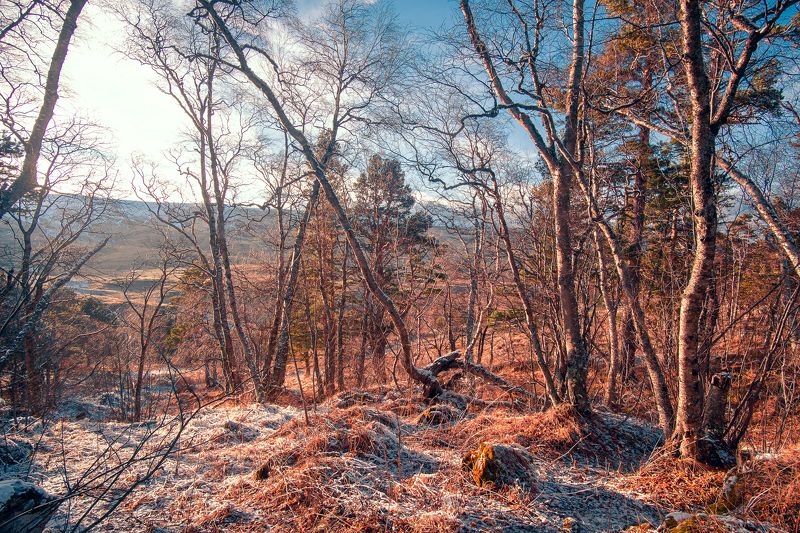 На лесной опушке фото превью