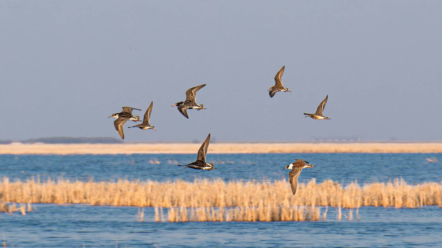 , Савенко Кирилл