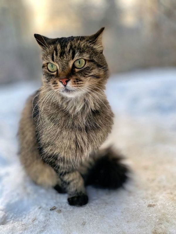 *** фото превью