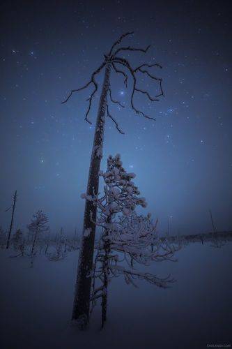 Мистические силуэты северных болот
