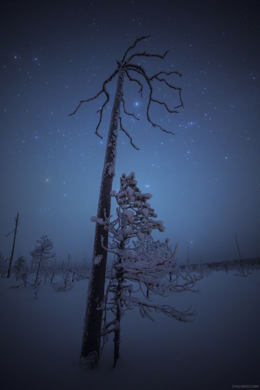 Мистические силуэты северных болот фото превью