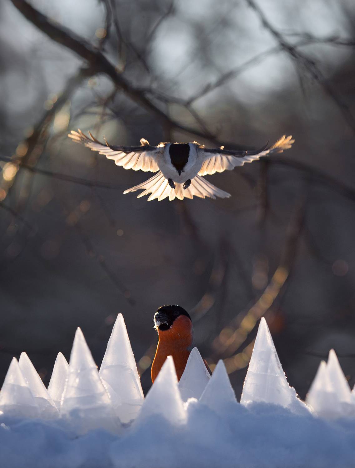 лес, свет, утро, природа, синица, птицы, Баранов Олег