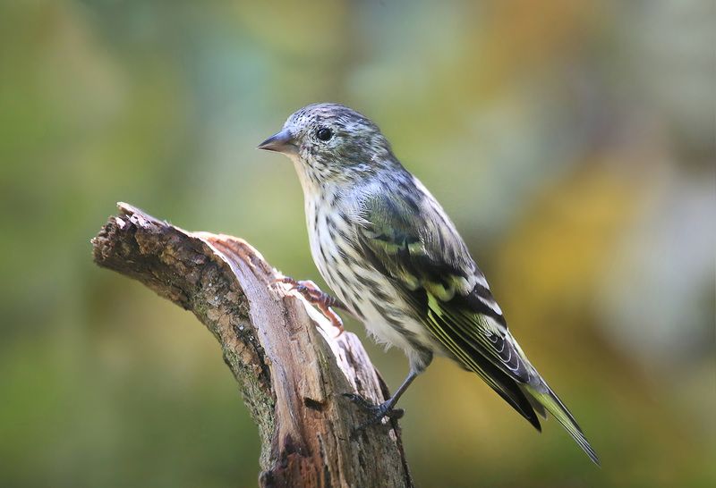 чиж чижик фото превью