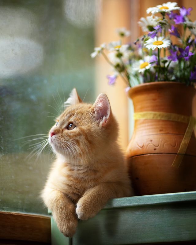 котенок,букет полевых цветов,беларусь, ирина горюкина Мечтатель фото превью