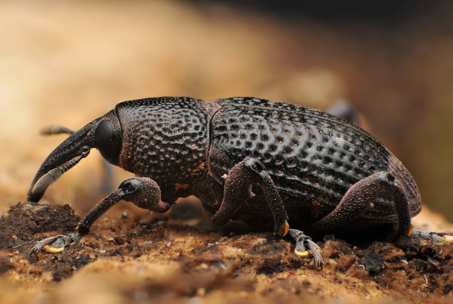 macro, insect, nature, weevil, Norman Celis