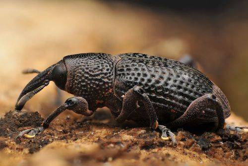 Weevil