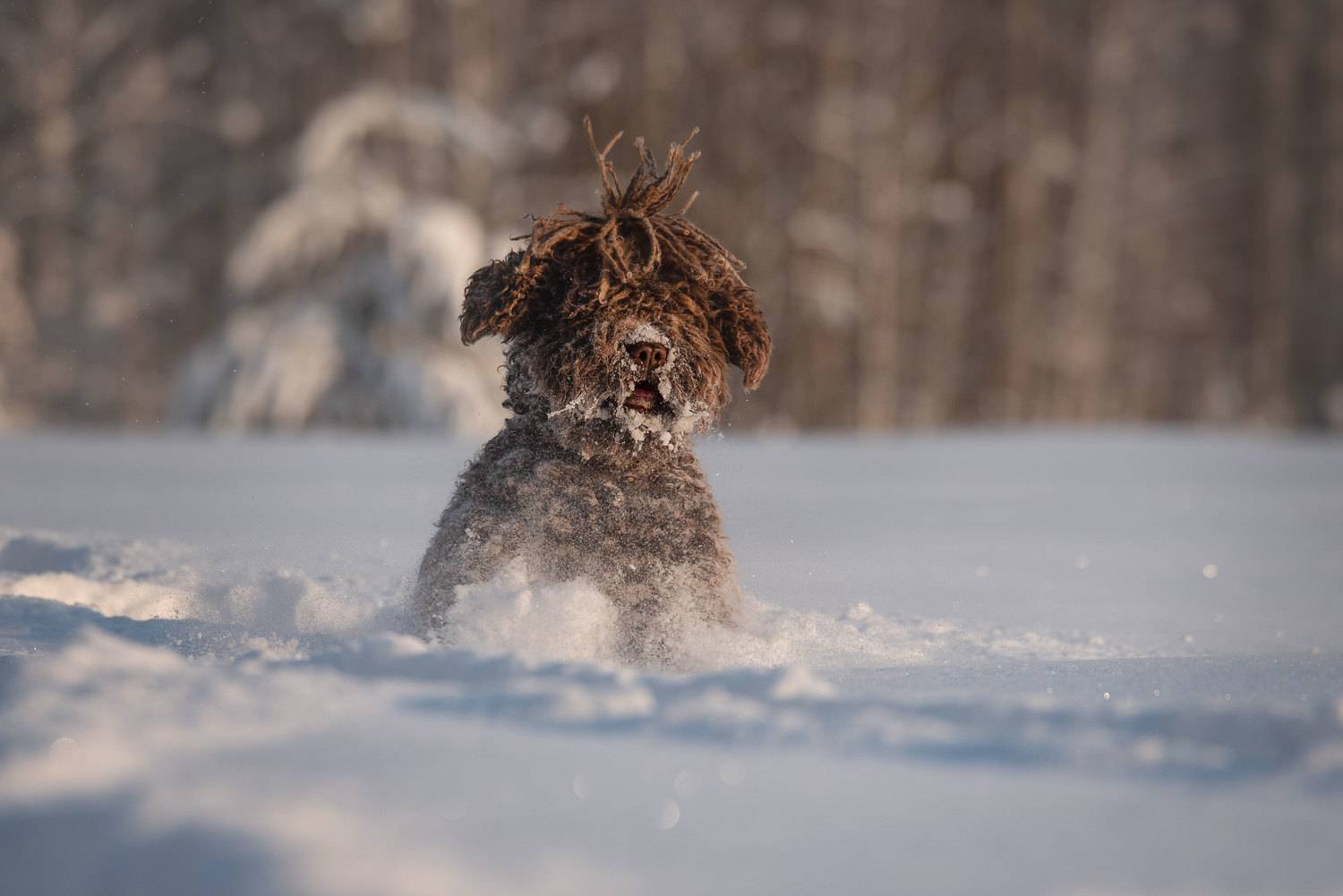 , Мороз Ирина