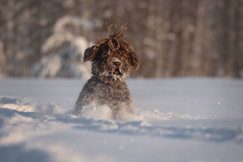фото превью