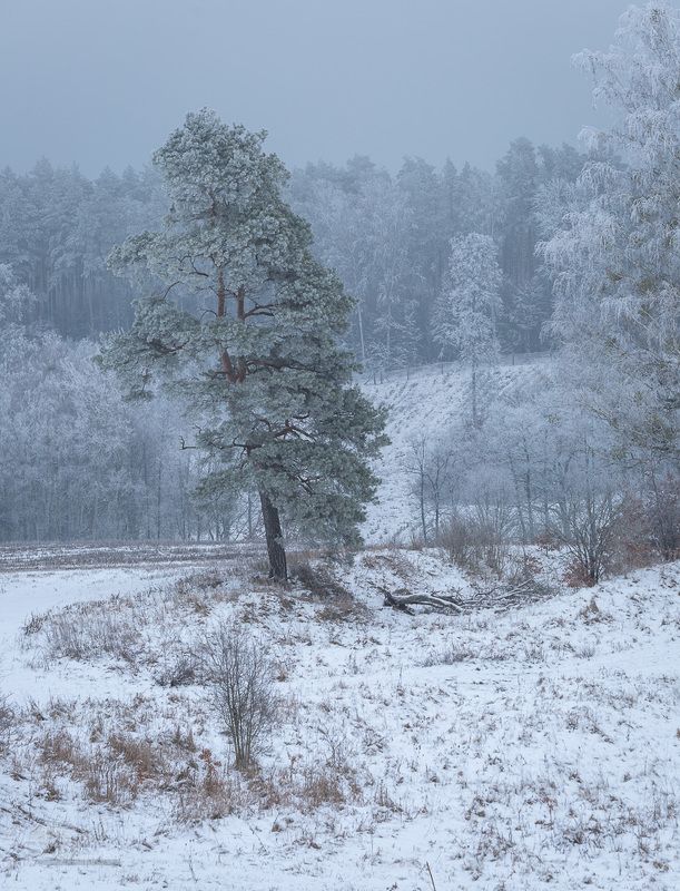 tree,frost,winter,white,hoar forst,wintertime,nature,landscape Frosty landscape фото превью