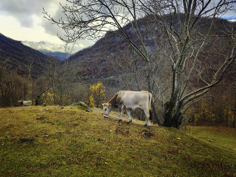 армения, лори на вольном выпасе фото превью