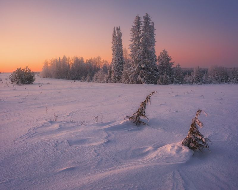 Про похождения двух кустов можжевельника фото превью