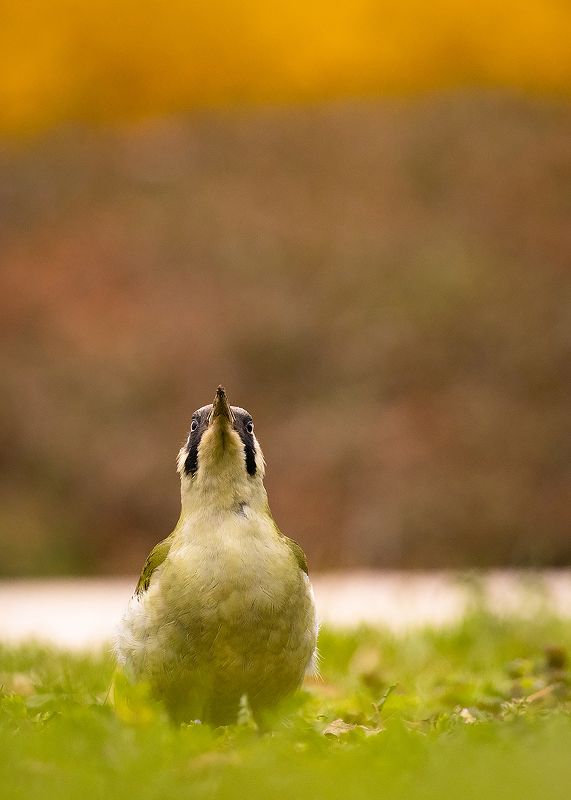 Eurasian Green Woodpecker фото превью