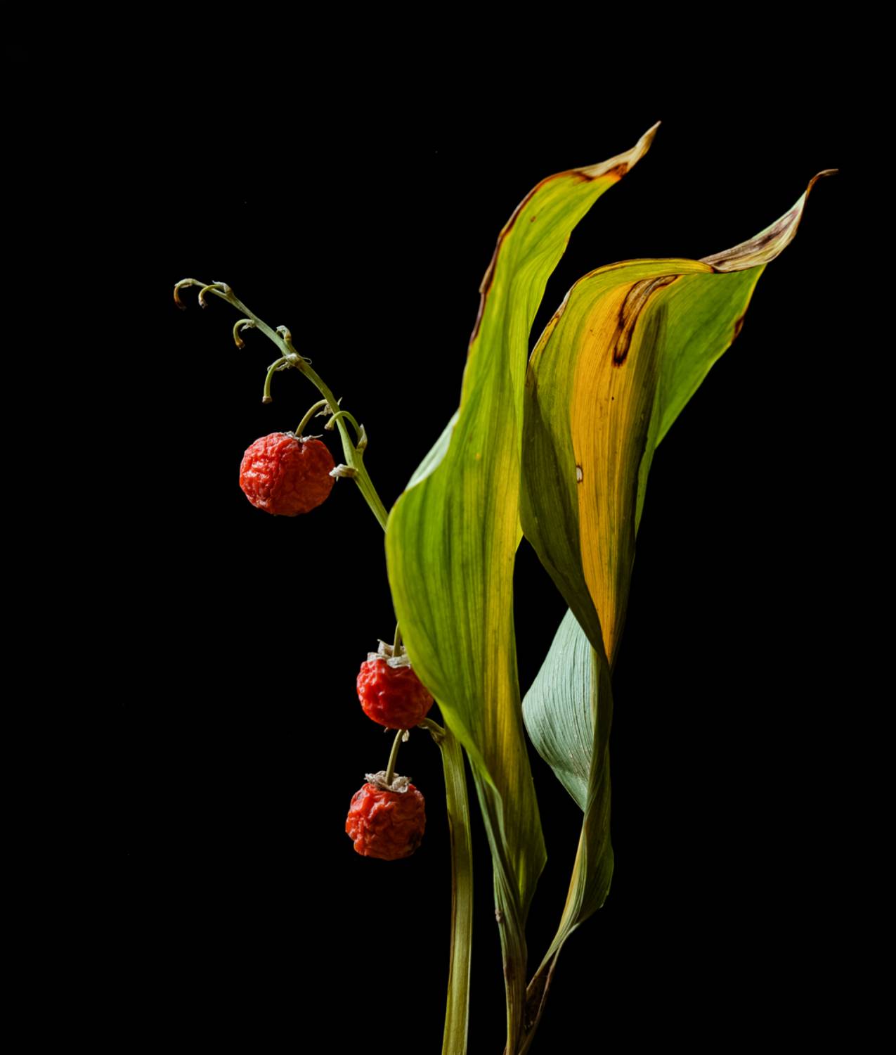 макро, цветы, ландыши, Оля