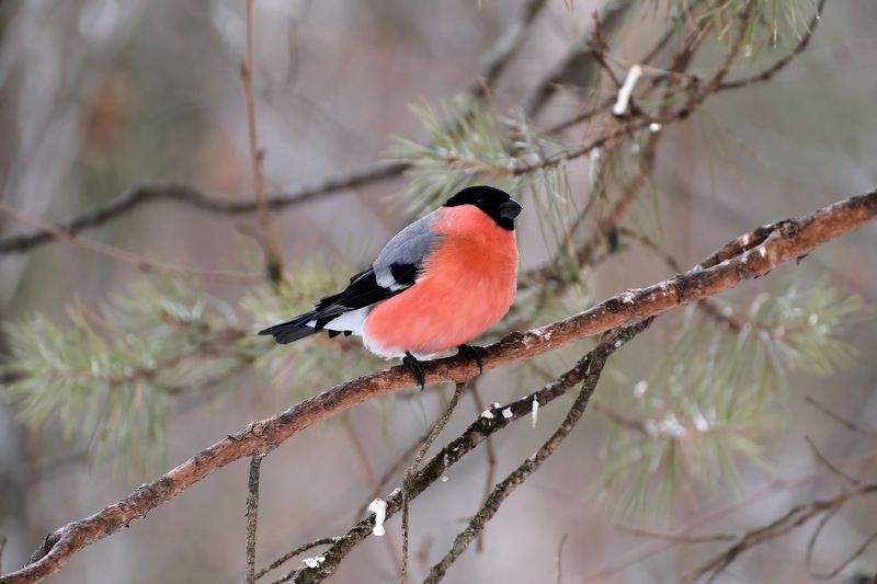 снегири, птицы, Красноярские столбы Прилетели фото превью