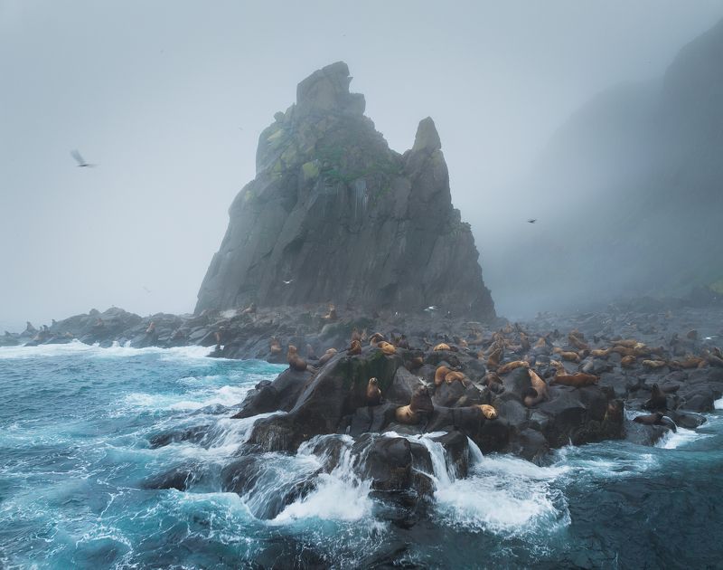 Сивучи острова Анциферова. Курилы фото превью