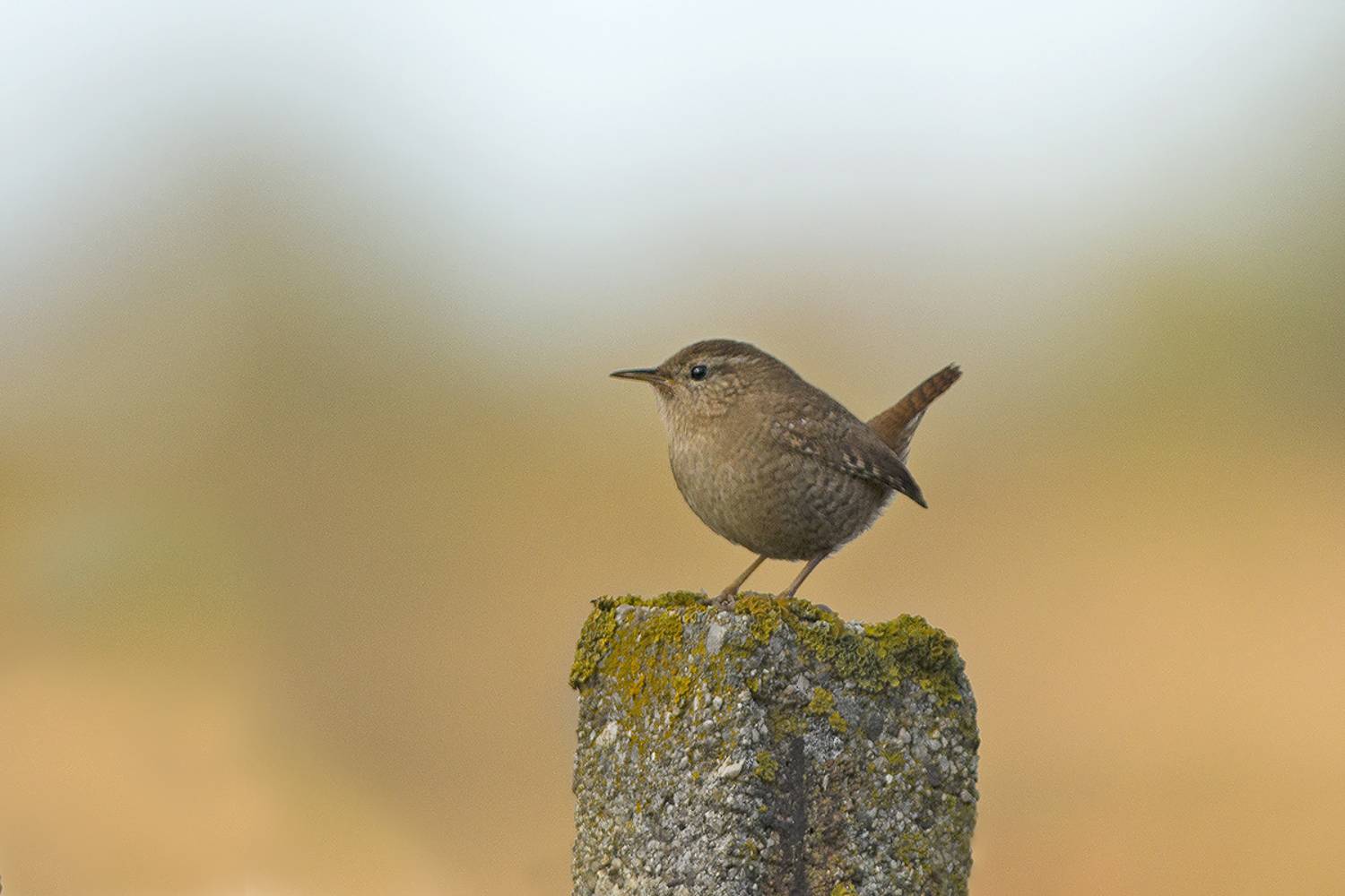 , Евгени Стефанов