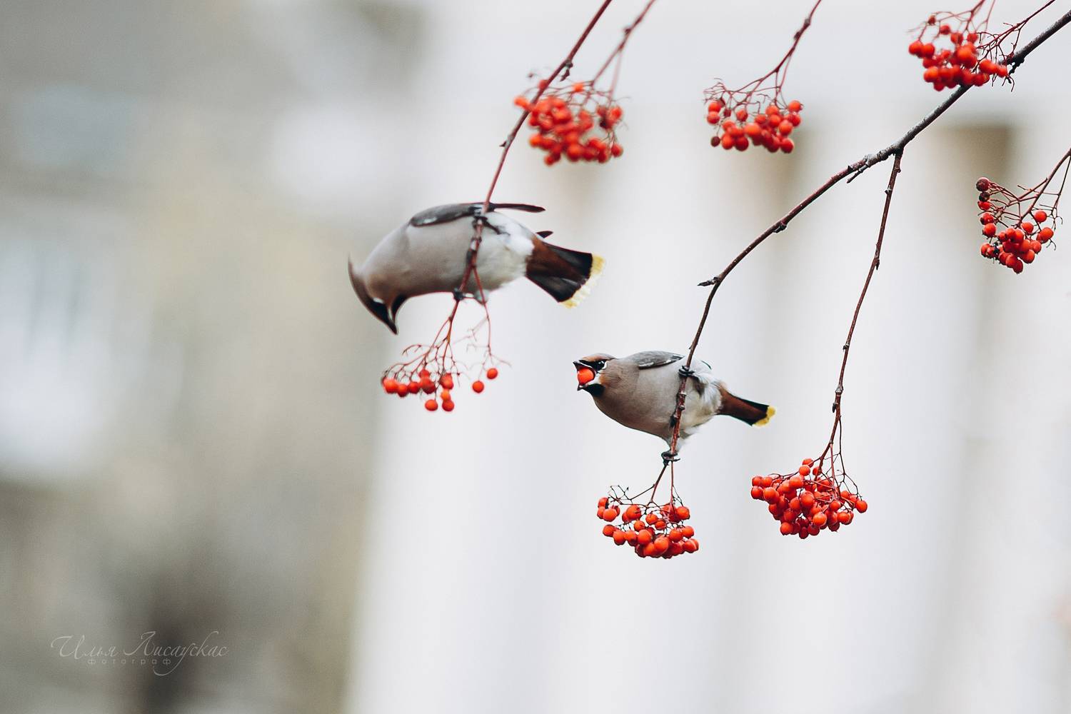 , Лисаускас Илья