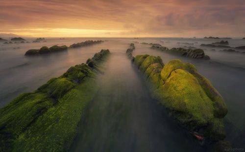 Драконы в природе