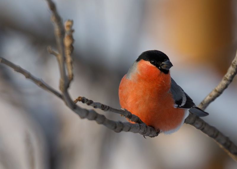 Снегирь фото превью
