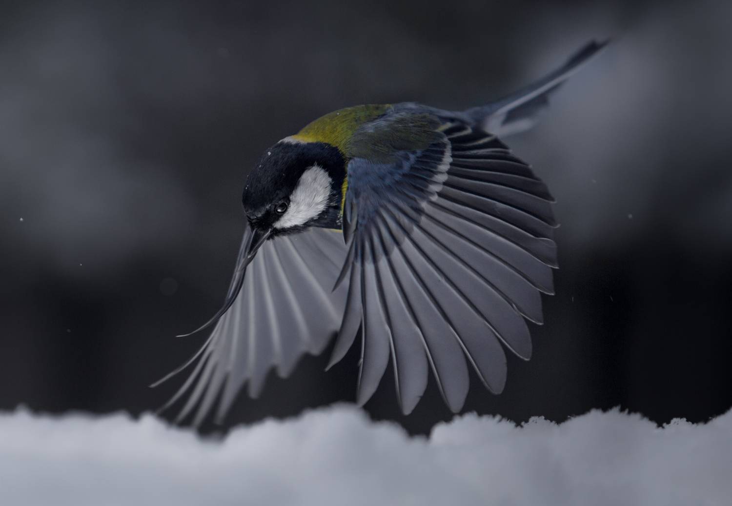 лес, свет, утро, природа, синица, птицы, Баранов Олег