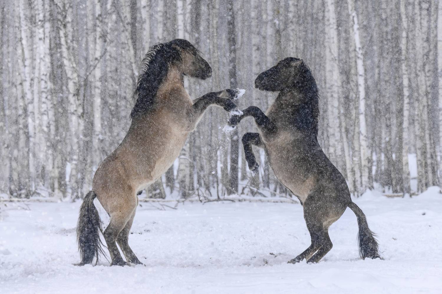 , Валерия Трейтяк