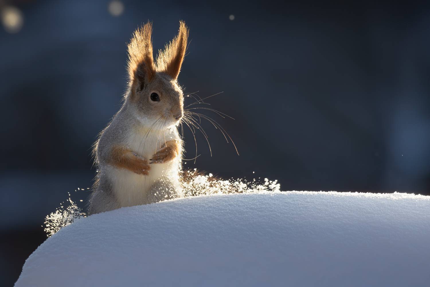 фотоохота,, Марат Кучкаев