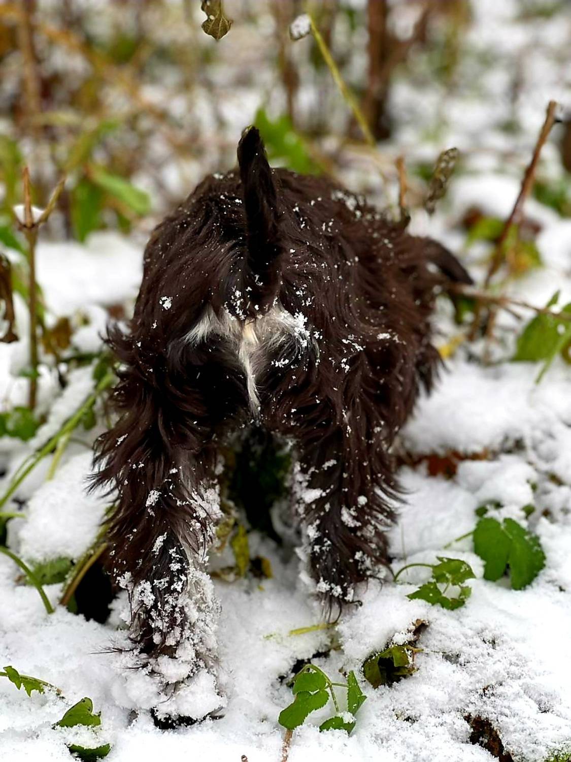 Цвергшнауцер, Maria V. Gorskaya