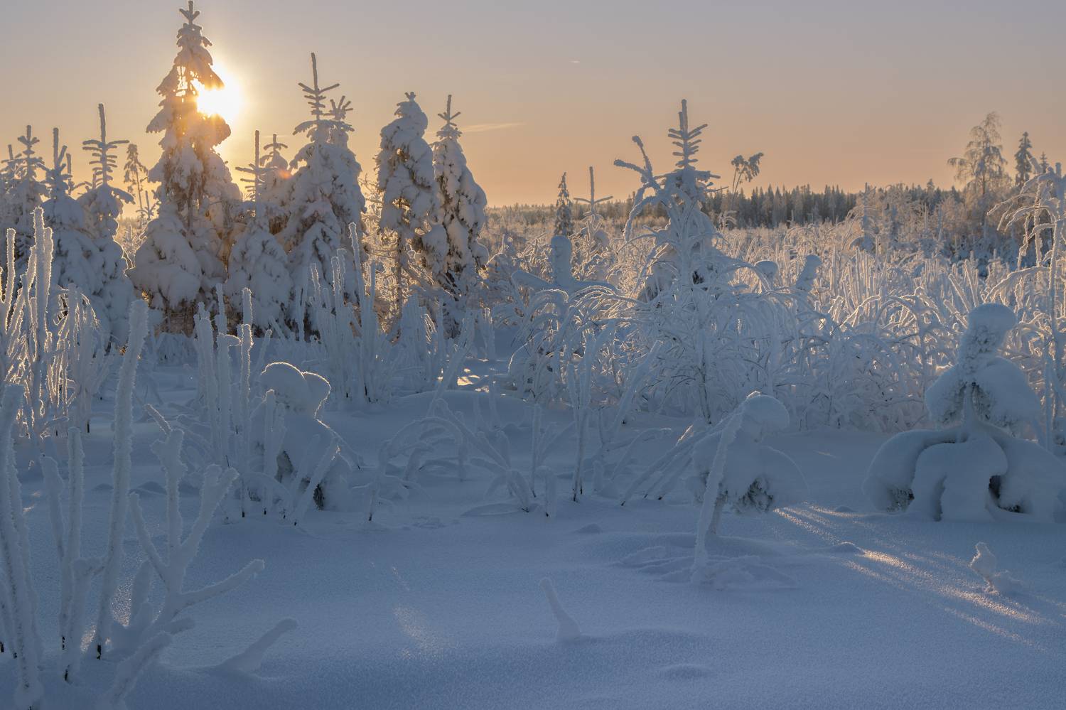зима, снег, мороз, иней, лес, вечер, закат, Светлана Холодняк