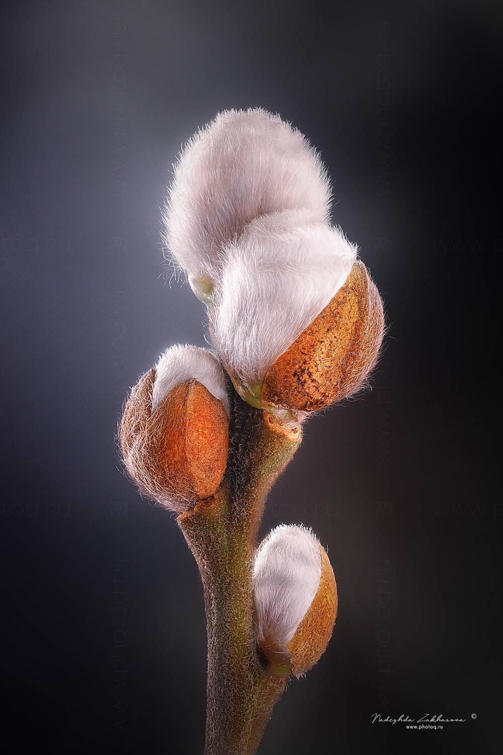 , Захарова Надежда