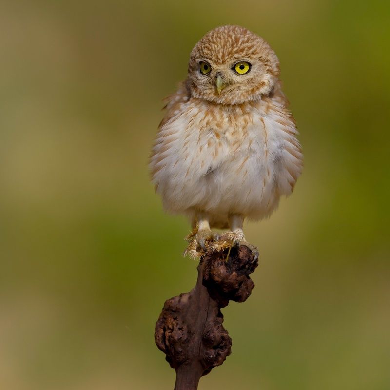 Little owl фото превью