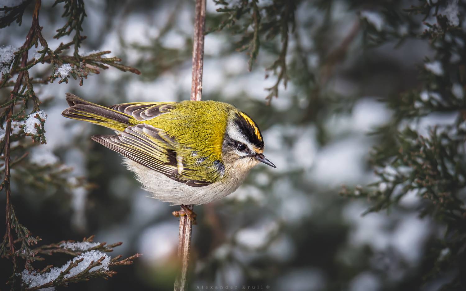 красноголовый королёк, королёк, regulus ignicapilla, Круль Александр