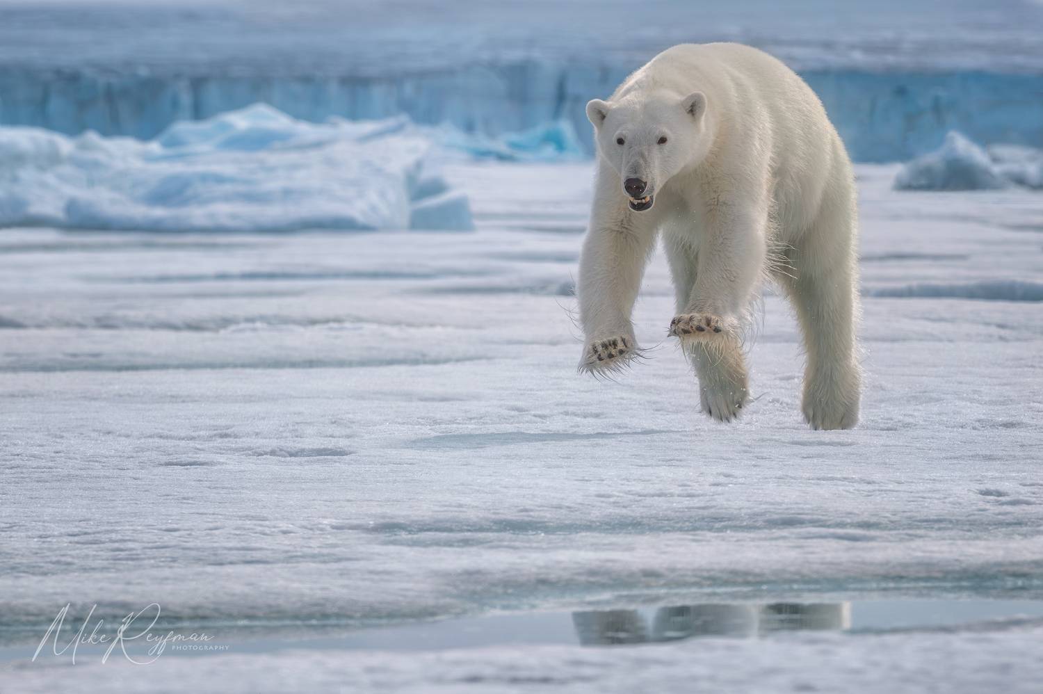 svalbard, polar bear, arctic, Майк Рейфман