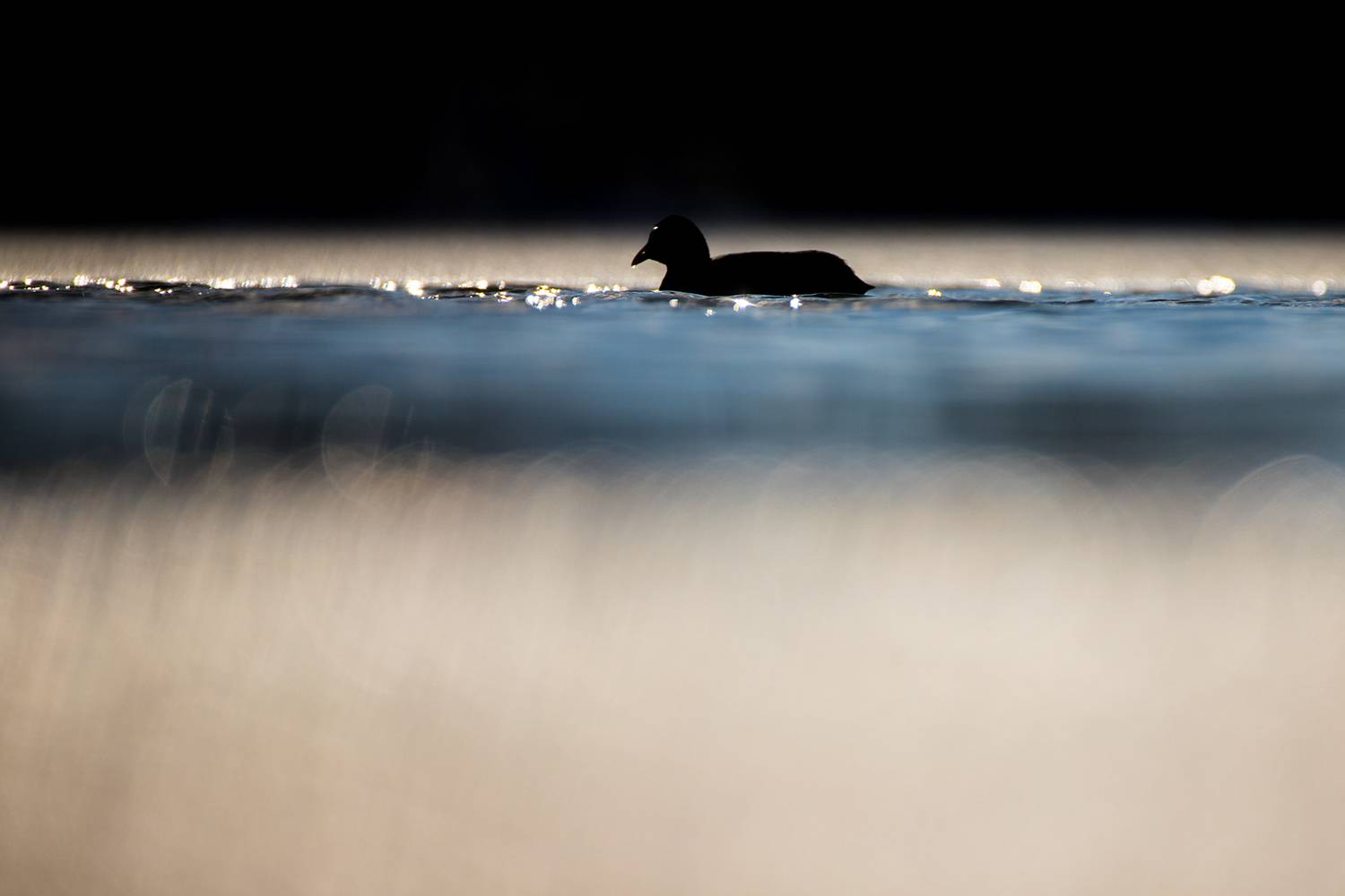 , Илья Михеев