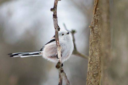 Ополовник (Aegithalos caudatus)