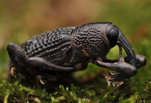 Weevil