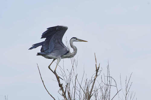 Ardea cinerea