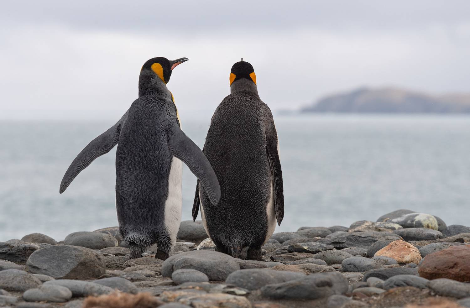 south georgia, king penguins, Андрей Ведерников