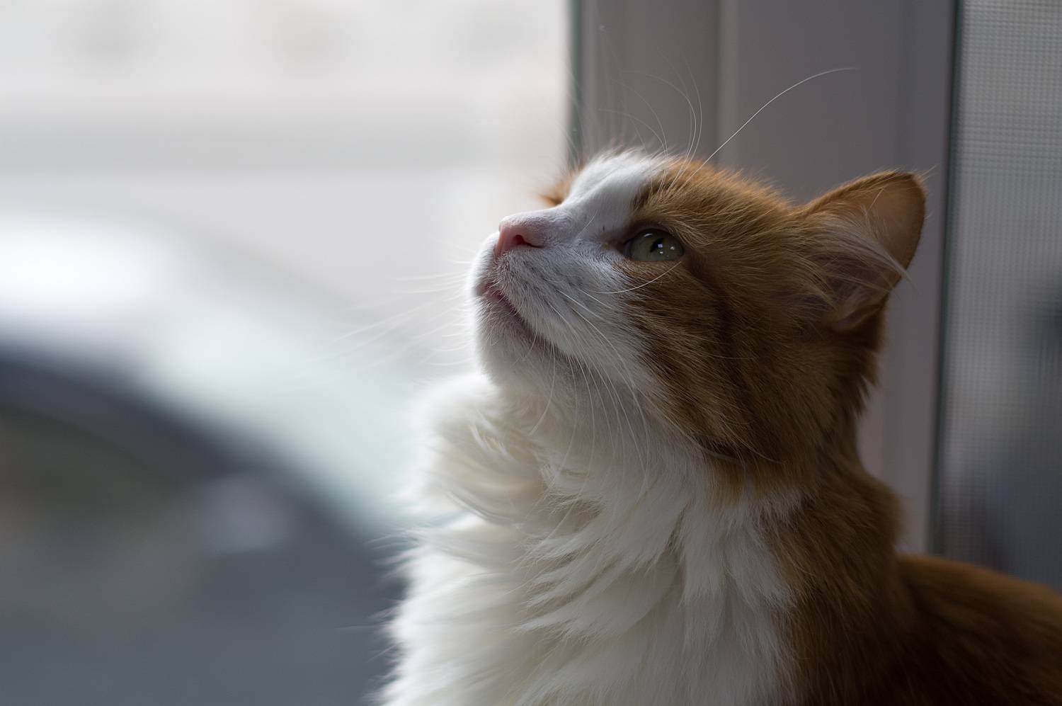 внимательный кот, Оксана Макарова