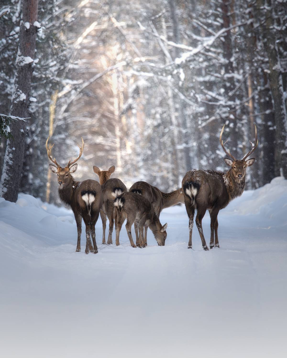 , Поляков Михаил