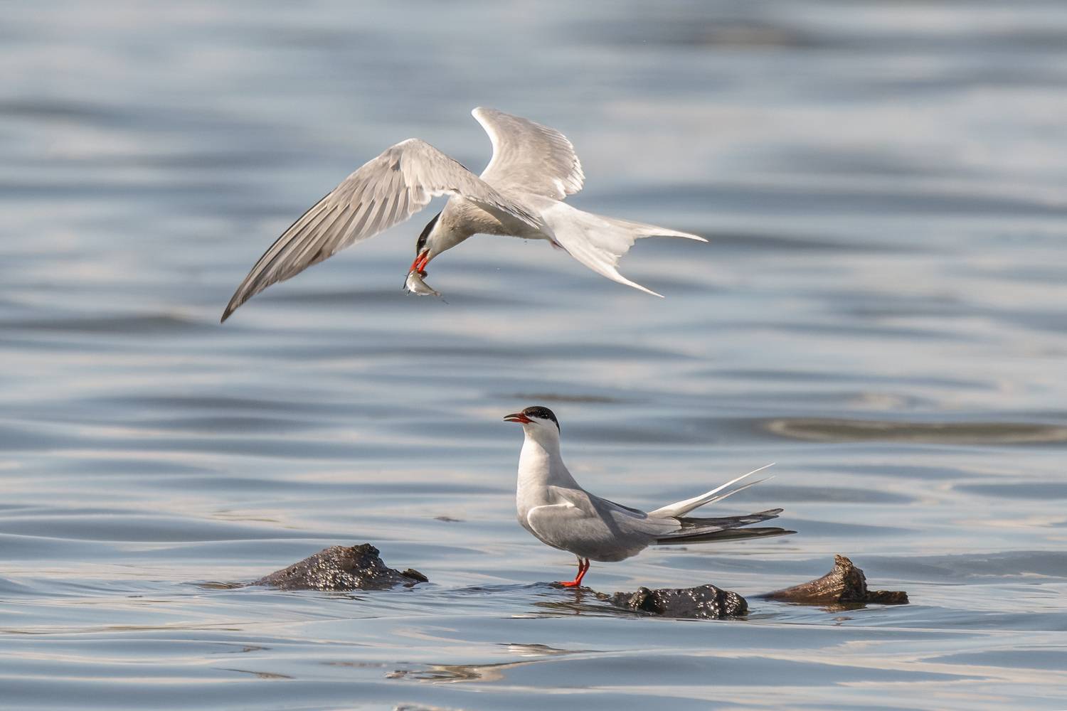 , Валерия Трейтяк