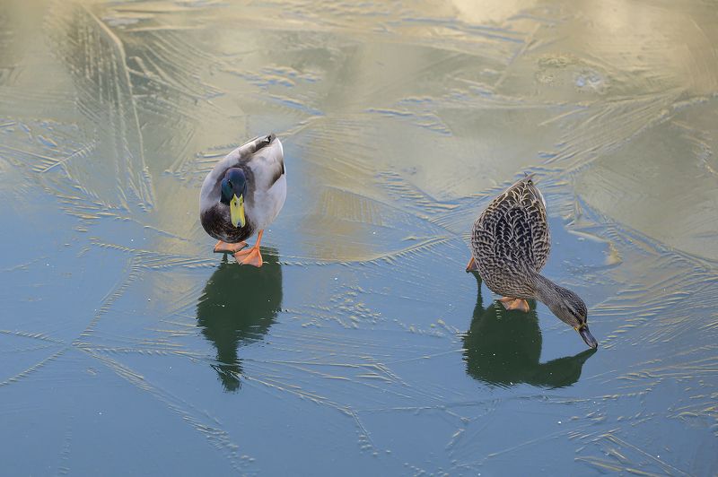 Canal saint Martin фото превью