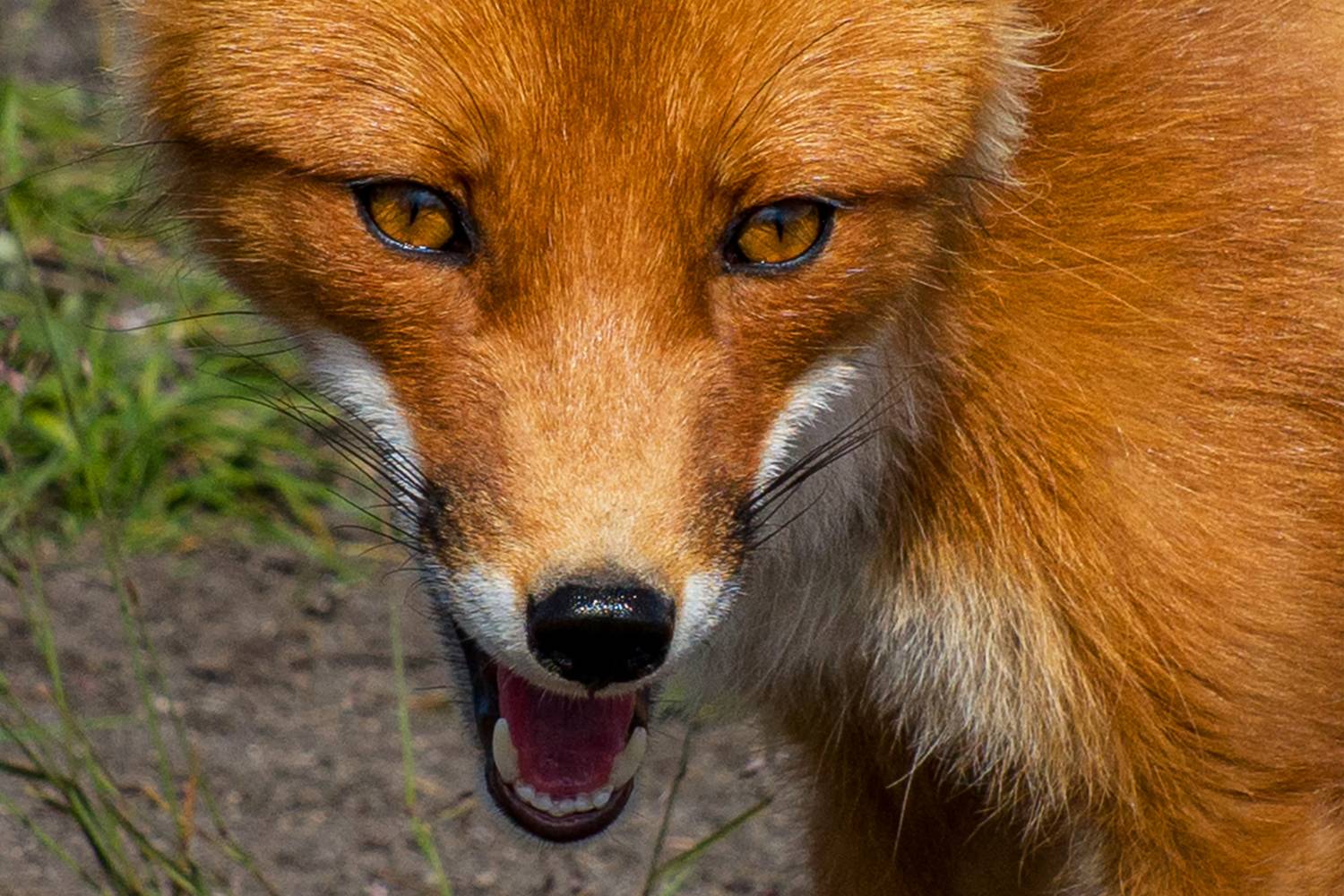 , Регина Иванова